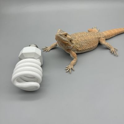 Leopard Geckos Turtles 10.0 CFL UVB Light For Reptiles 26W